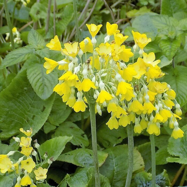 Primula florindae, Kæmpeprimula