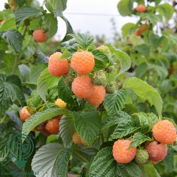 Rubus idaeus 'Fallgold', Efterårshindbær