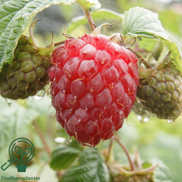 Rubus idaeus 'Glen Ample', Hindbær