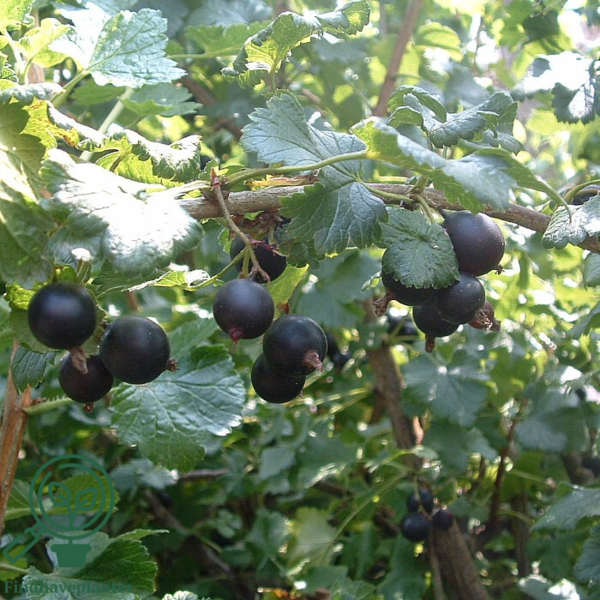 Ribes X Jostaberry, Jostabær/Solstik