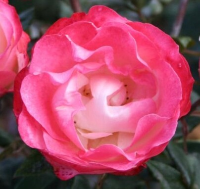 Rosa 'Nostalgie®' (Taneiglat)