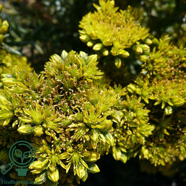 Sedum reflexum, Bjerg-stenurt