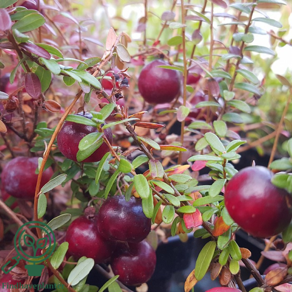 Vaccinium macrocarpon 'Big Pearl', Storfrugtet tranebær