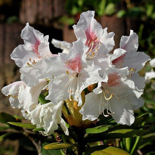 Rhododendron hybrid 'Cunningham's White'