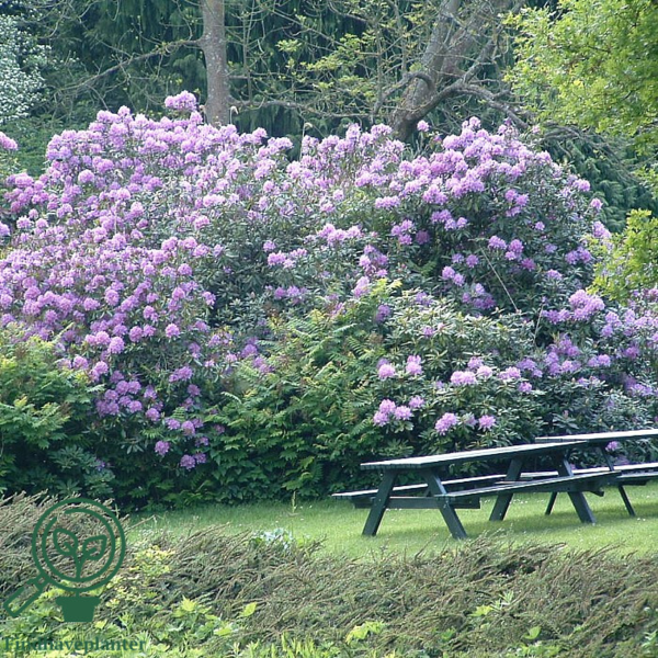 Rhododendron hybrid 'Catawbiense Grandiflorum'