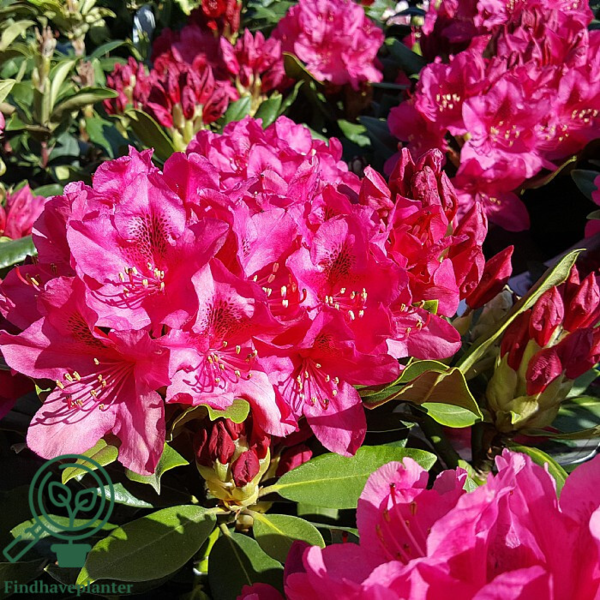 Rhododendron hybrid 'Nova Zembla'