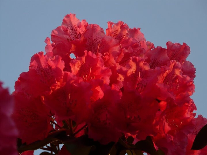 Rhododendron hybrid 'Nova Zembla'