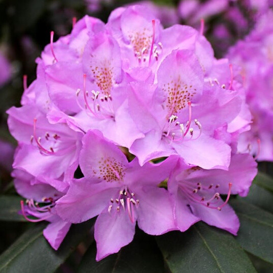 Rhododendron hybrid 'Roseum Elegans'