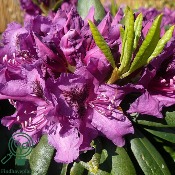 Rhododendron hybrid 'Azurro'