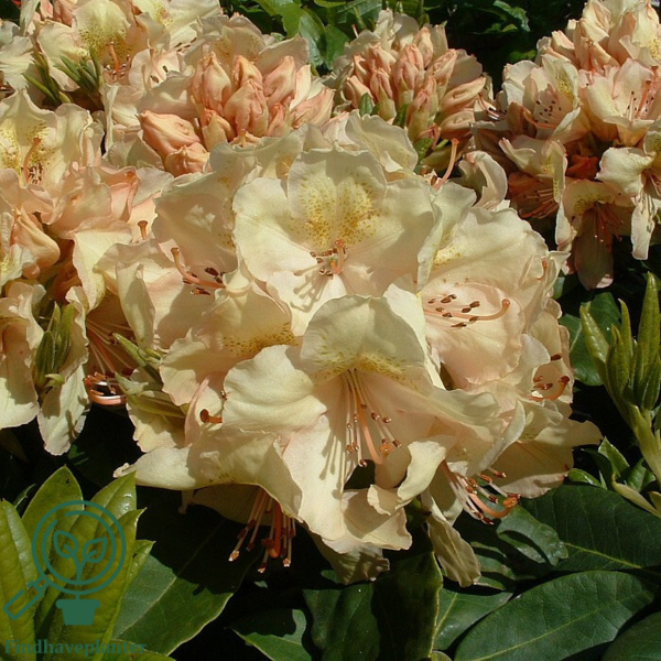 Rhododendron hybrid 'Belkanto'