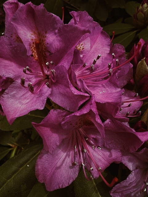 Rhododendron hybrid 'Black Widow'