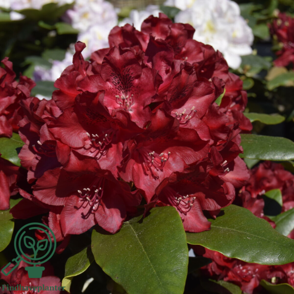 Rhododendron hybrid 'Cherry Kiss'