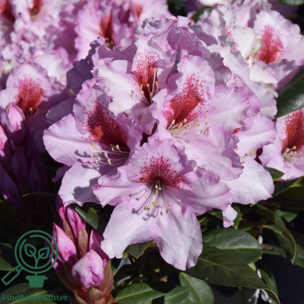Rhododendron hybrid 'Diadem'