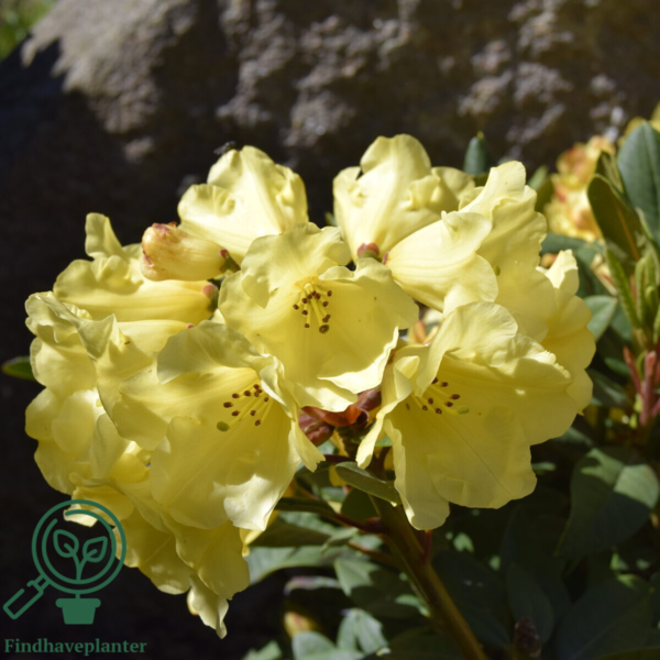 Rhododendron hybrid 'Golden Everest'
