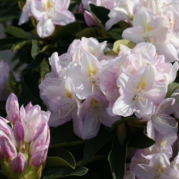 Rhododendron hybrid 'Gomer Waterer'