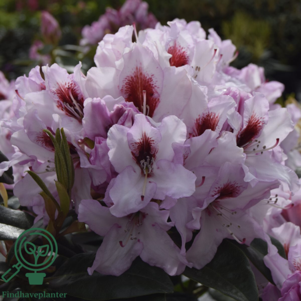 Rhododendron hybrid 'Graffito'