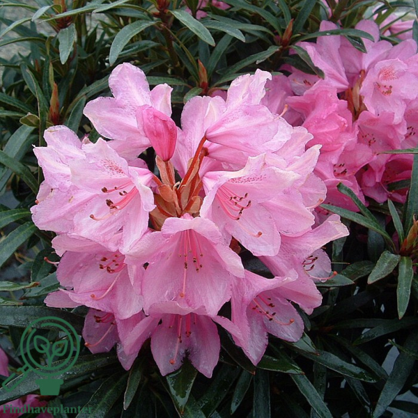 Rhododendron hybrid 'Graziella'