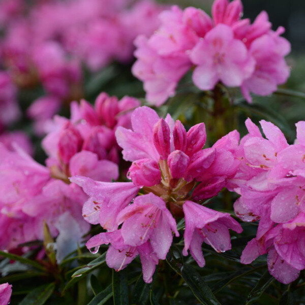 Rhododendron hybrid 'Graziella'