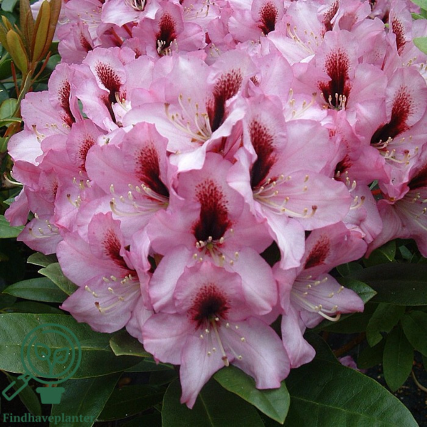 Rhododendron hybrid 'Kokardia'