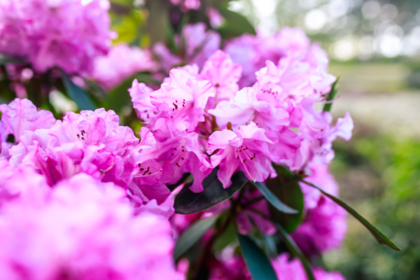 Rhododendron hybrid 'Lee's Dark Purple'