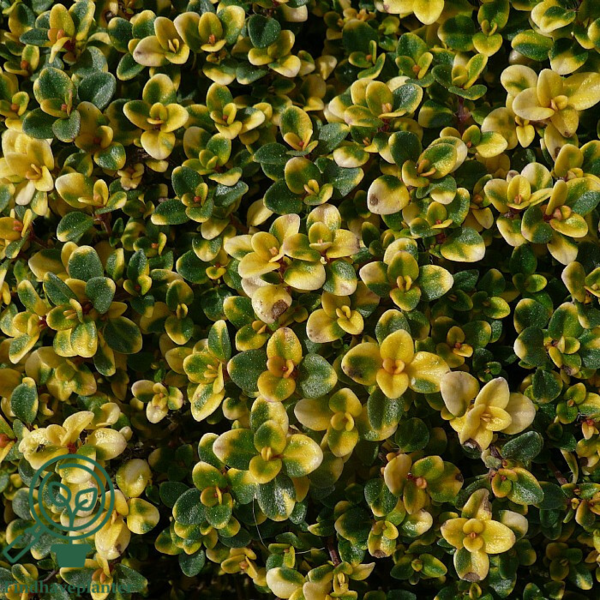 Thymus citriodorus 'Doone Valley'