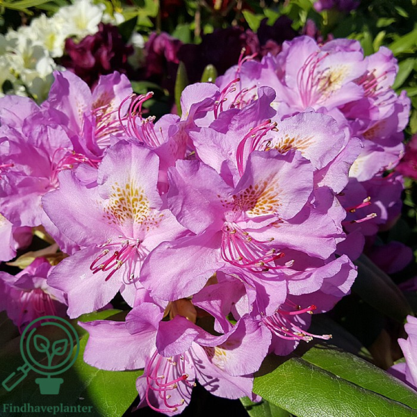 Rhododendron hybrid 'Pink Purple Dream'