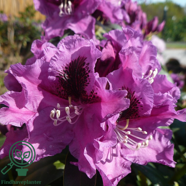 Rhododendron hybrid 'Rasputin'