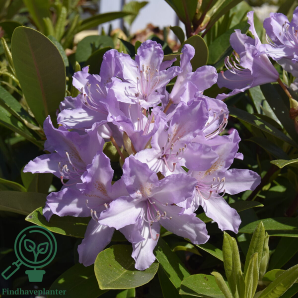 Rhododendron hybrid 'September Charm'