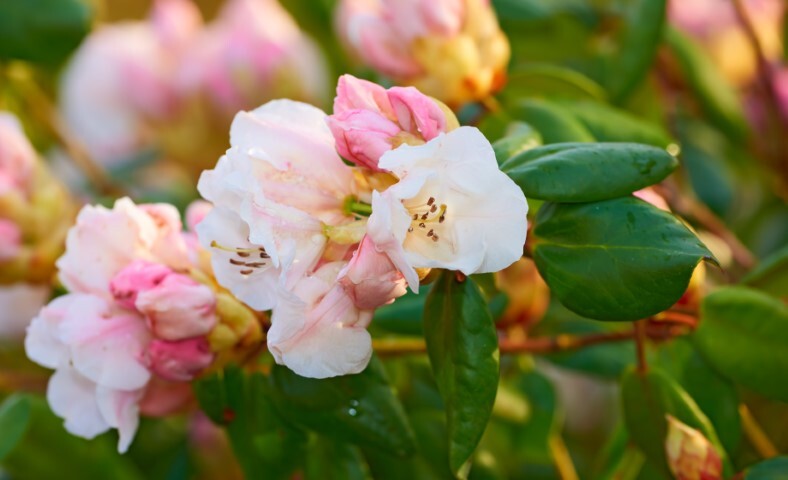 Rhododendron hybrid 'Silver Copper'