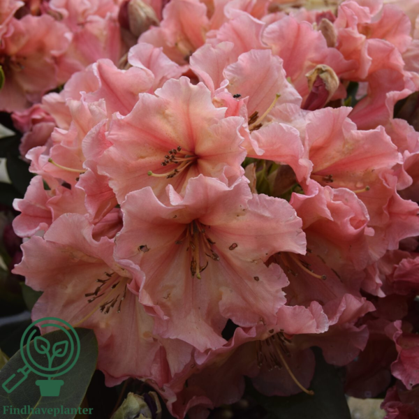 Rhododendron hybrid 'Sun Glory'