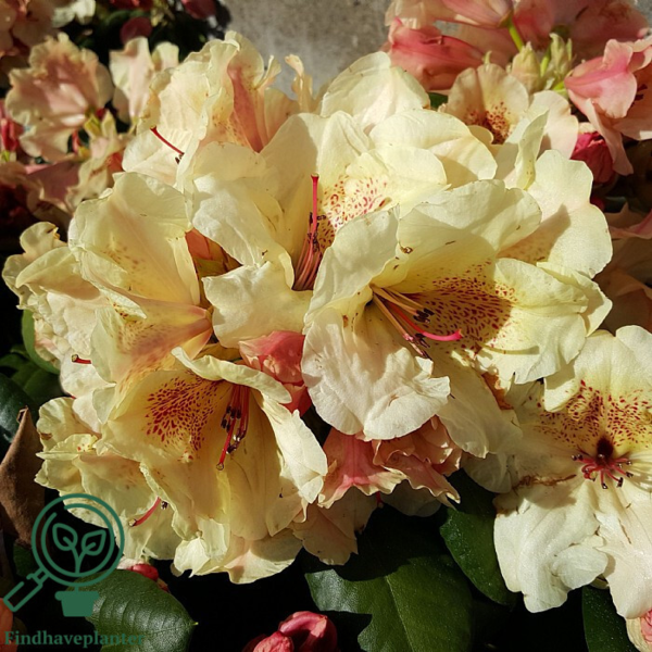 Rhododendron hybrid 'Viscy'
