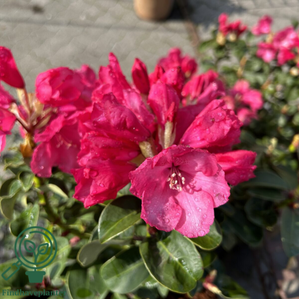Rhododendron hybrid 'Gartendirektor Glocker'