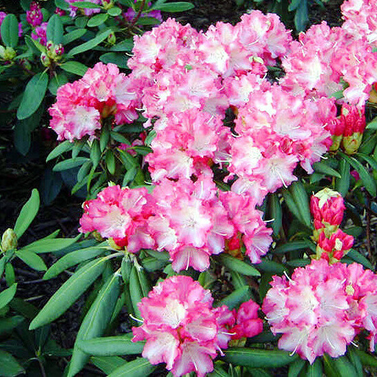 Rhododendron x yakushimanum 'Arabella'