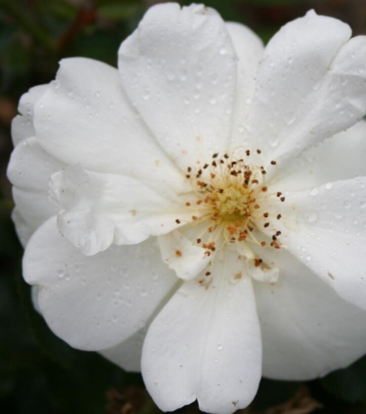 Rosa 'Schneeflocke®'