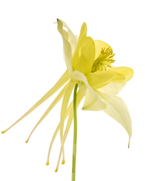 Aquilegia chrysantha 'Denver Gold', Akeleje