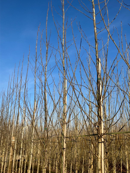 Populus trichocarpa 'O.P.42', Vestamerikansk balsampoppel