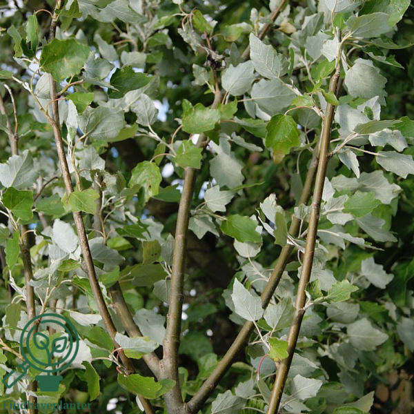 Populus alba 'Nivea', Sølvpoppel