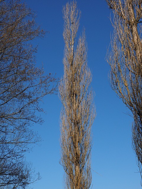 Populus nigra 'Italica', Pyramidepoppel