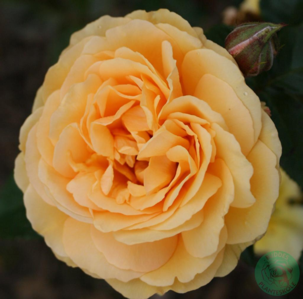 Rosa 'Amber Queen®' (Harroony)