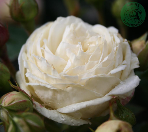 Rosa 'Artemis®'
