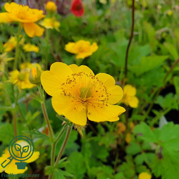 Geum montanum 'Diana', Nellikerod