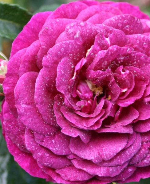 Rosa 'Ebb Tide' (Weksmopur)