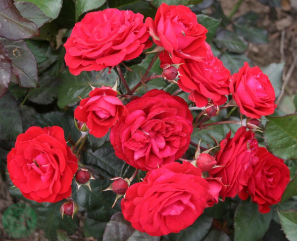 Rosa 'Europeana'
