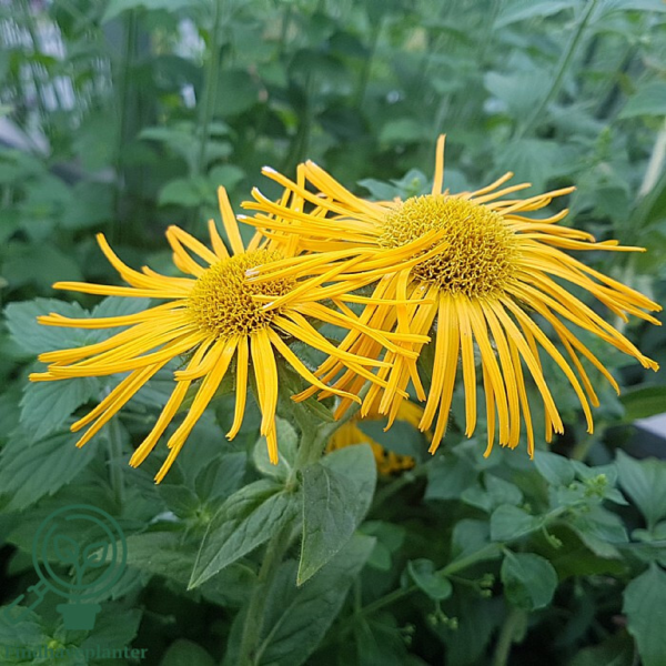 Inula orientalis ´Grandiflorum´, Alant