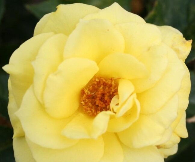 Rosa 'Friesia®' Korresia