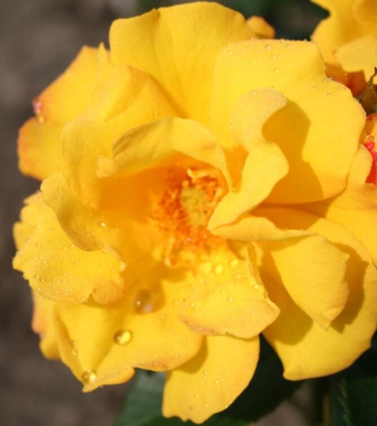 Rosa 'Goldmarie 82®' (Korfalt)