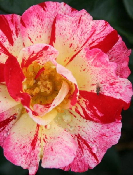 Rosa 'Hanky Panky'