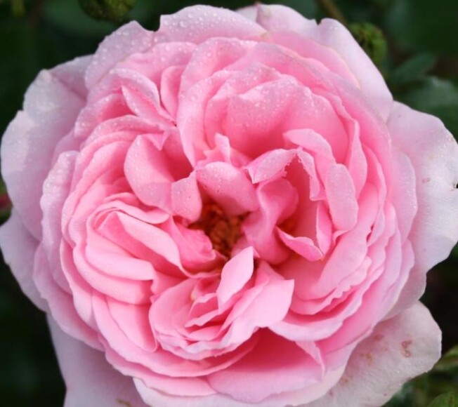 Rosa 'Home & Garden®' (Korgasotra)