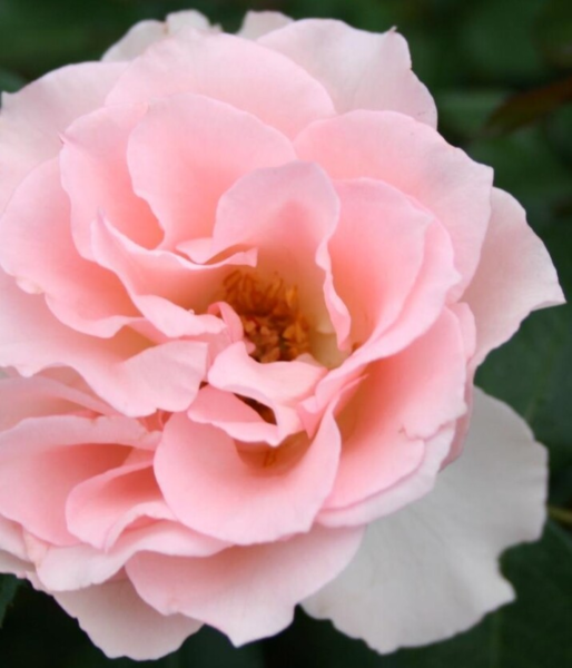 Rosa 'Ingeborg's rose™'