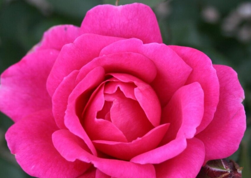 Rosa 'Kim Wall®' MINDEROSE